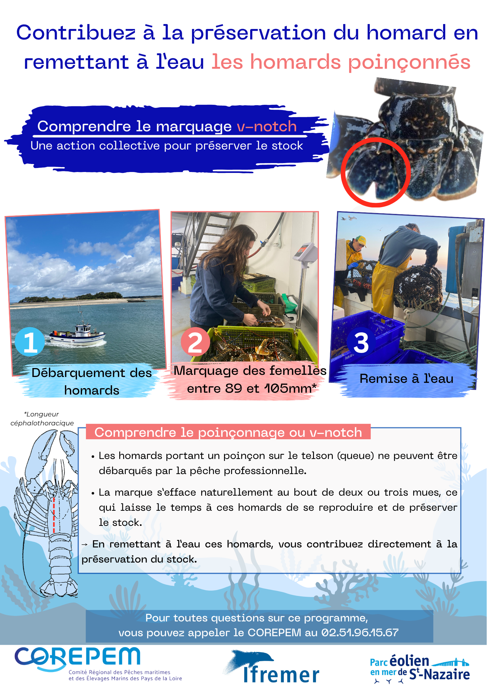 Affiche homard 2026